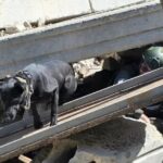 ADL Report Gives Mamdani’s Alma Mater Bowdoin a D on Antisemitism — NYC’s New School Earns an F