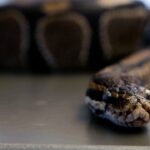 A Movement at a Crossroads: Trump & Vance To Be No Shows at CPAC 2026